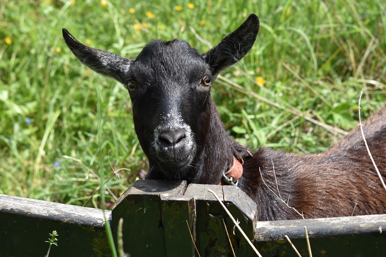 goat  herbivore  ruminants free photo