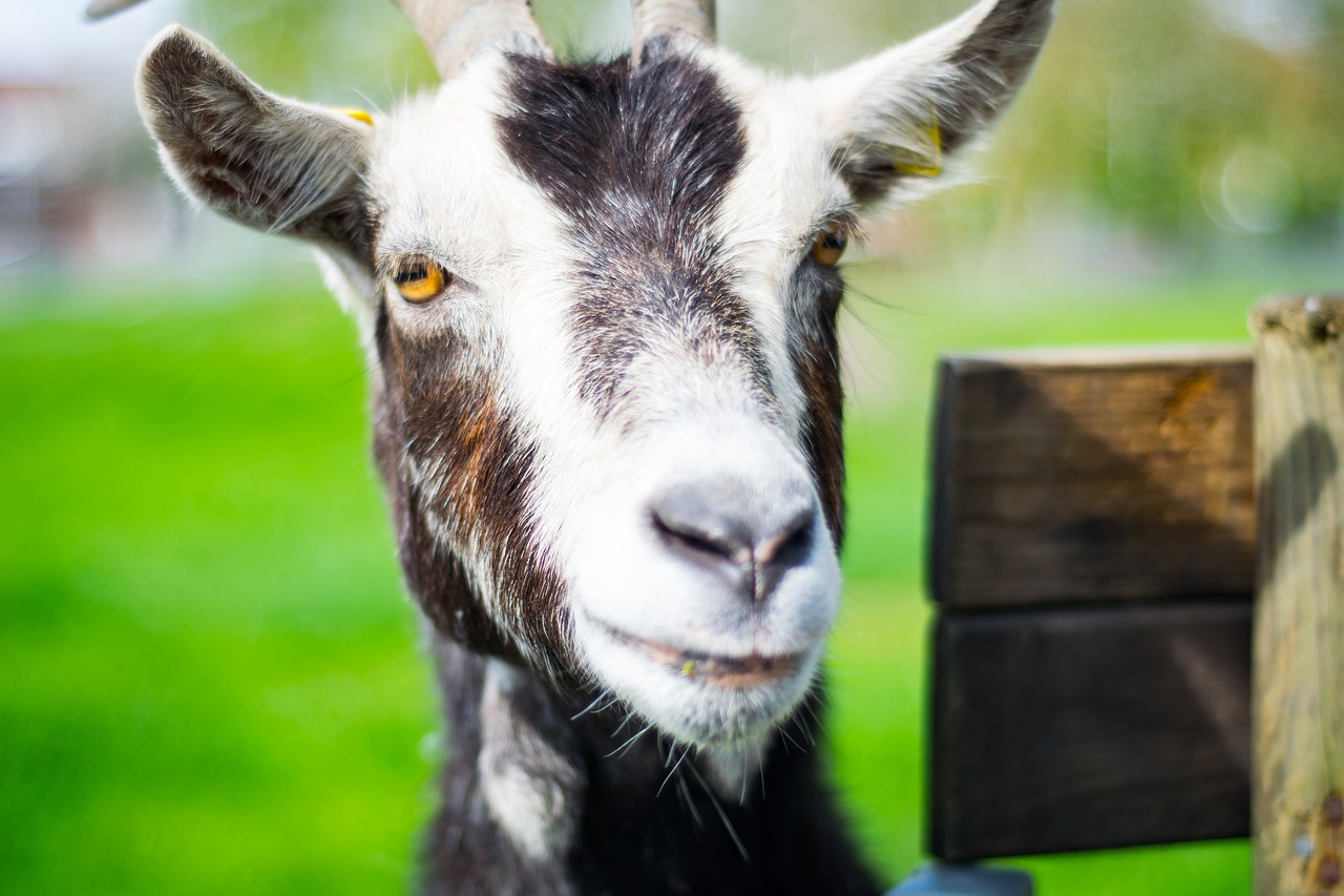 goat  livestock  farm free photo