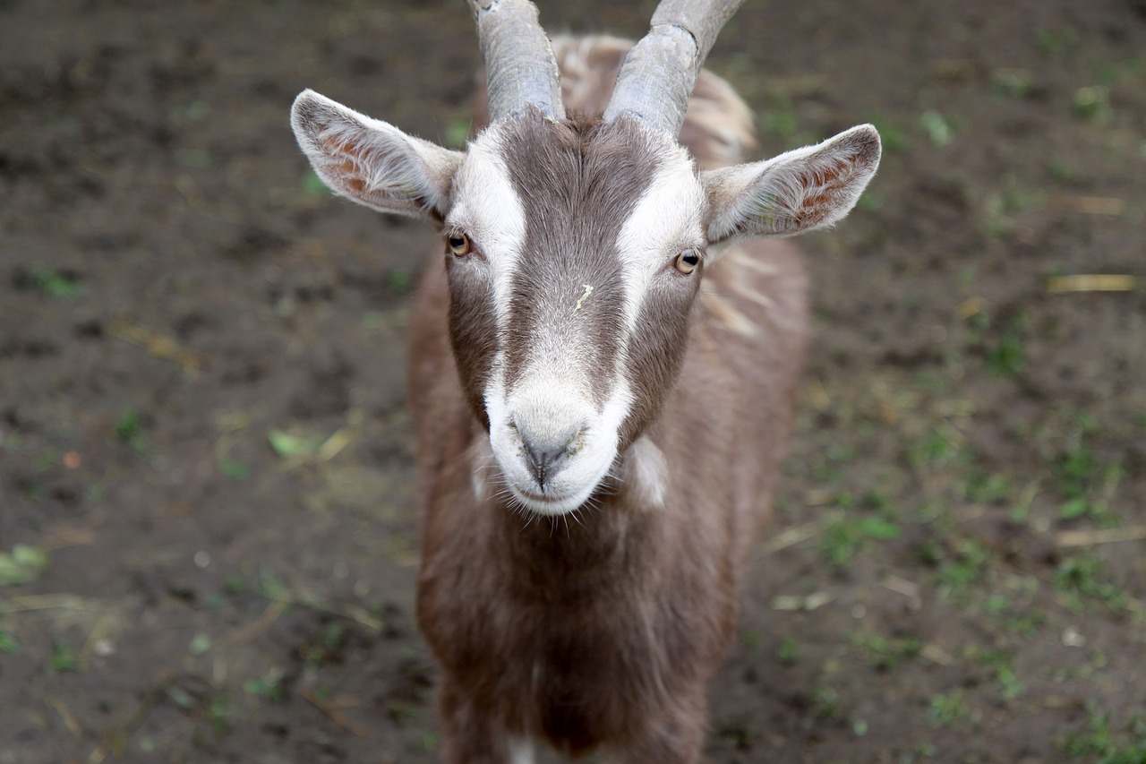 goat  animal farm  farm free photo