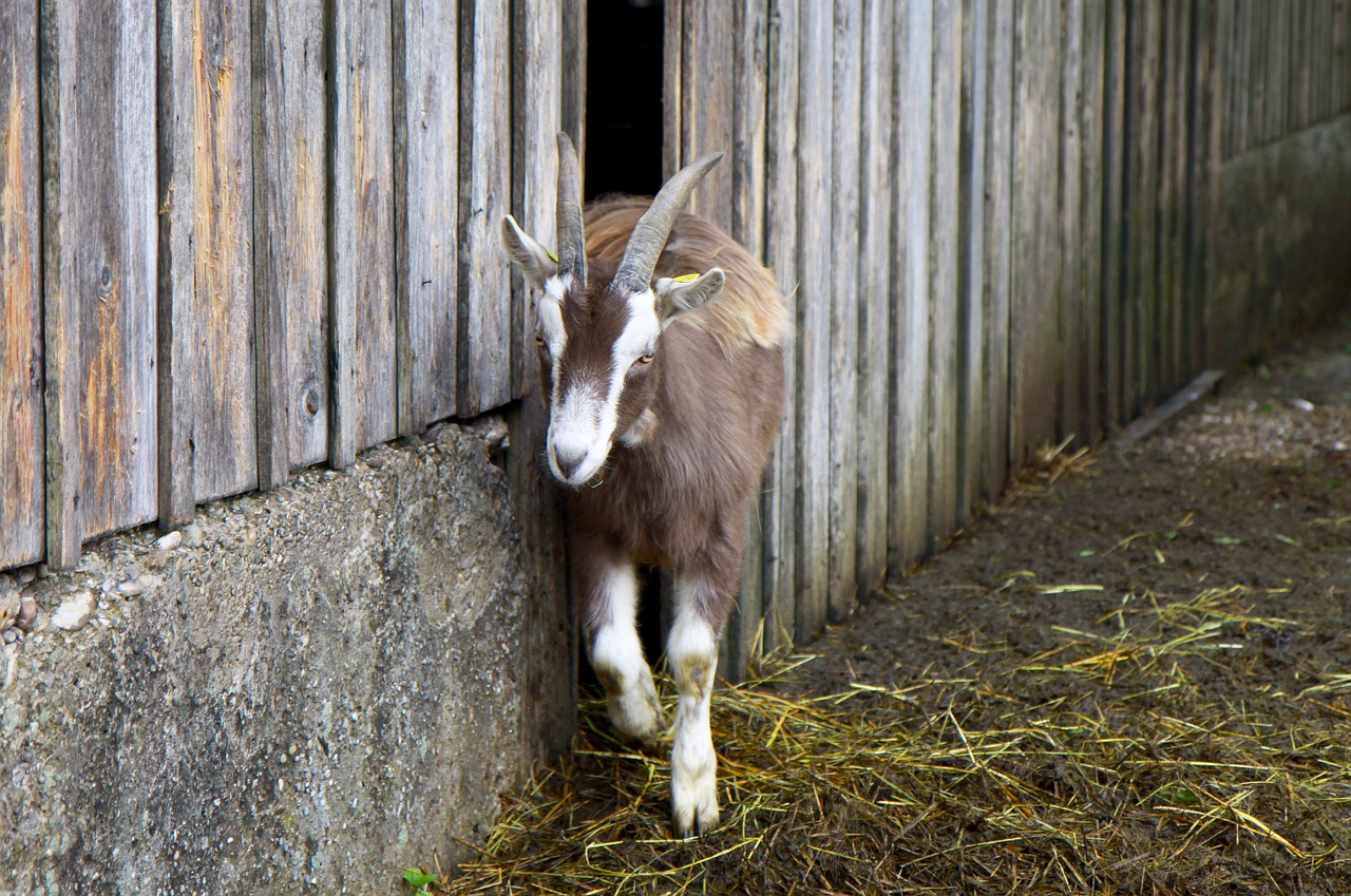 goat  animal farm  farm free photo