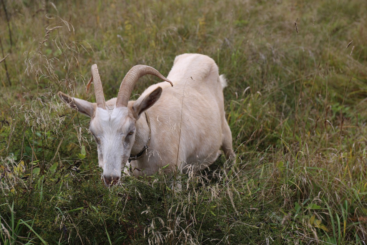goat  animal  grass free photo
