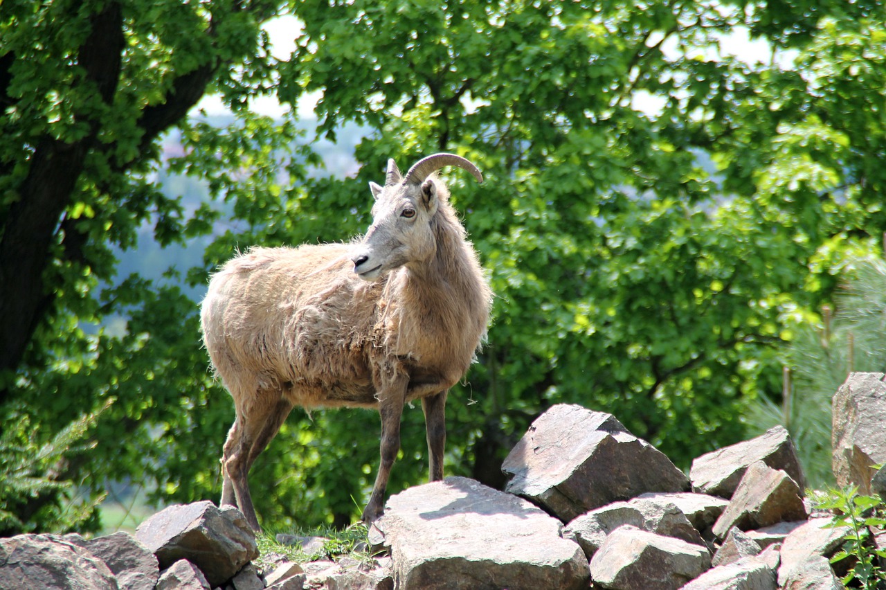 goat  animal  zoo free photo