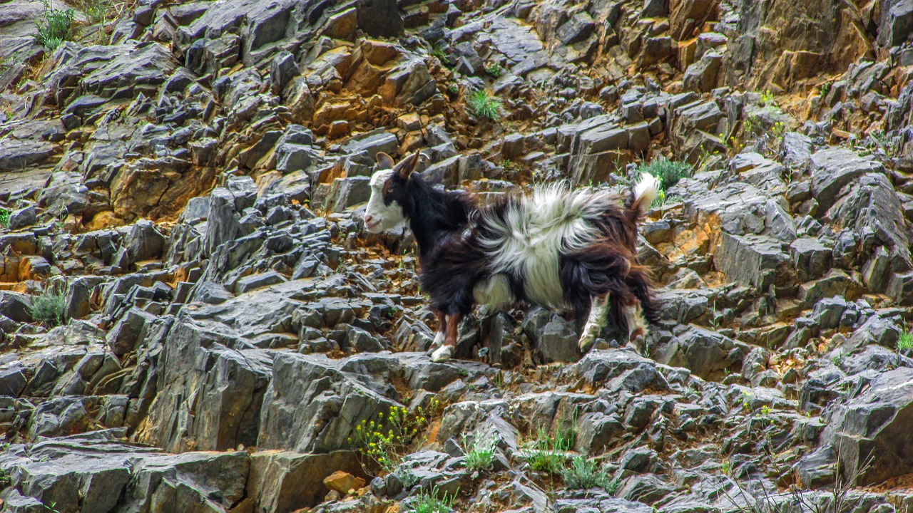 goat  animal  cliff free photo