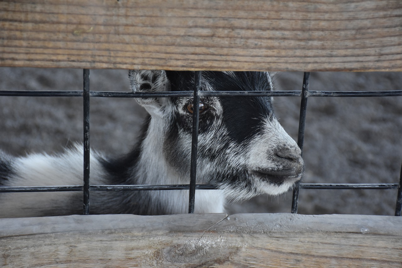 goat  baby  animal free photo