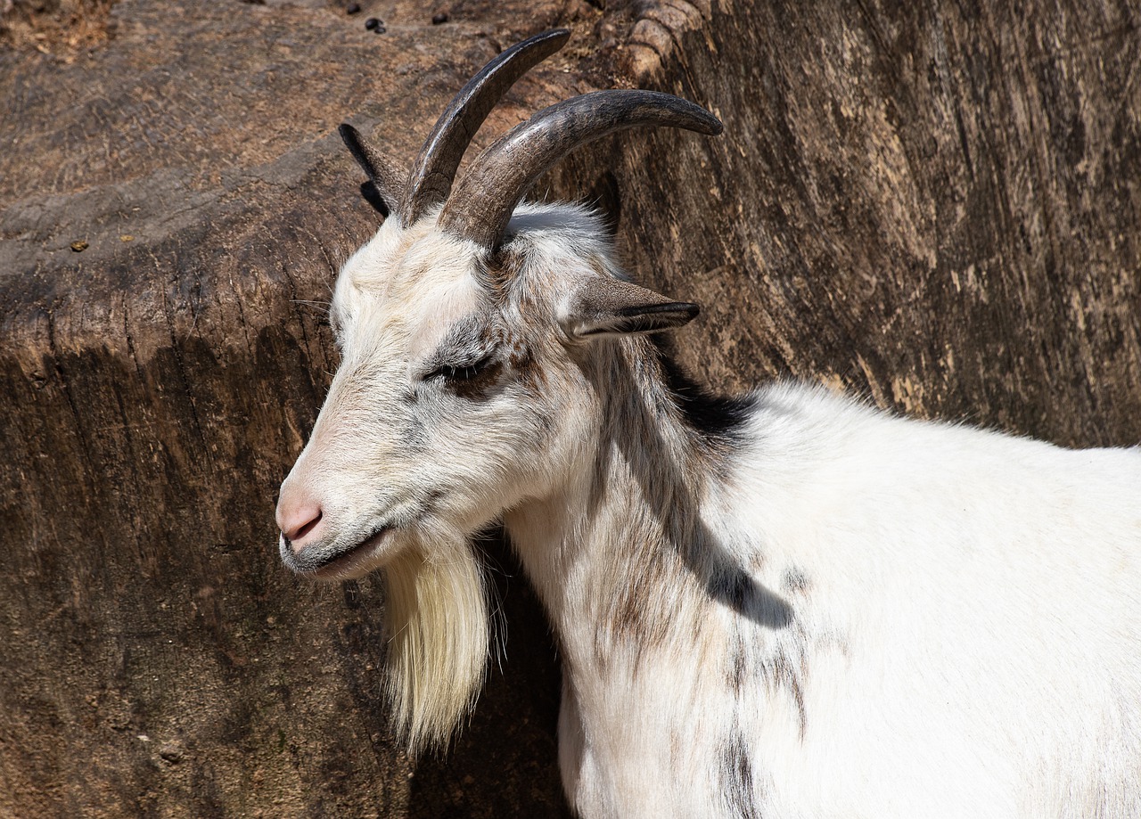 goat  mammal  animal free photo