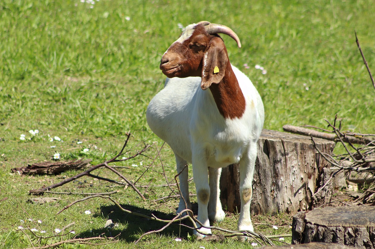 goat  pregnant  pets free photo