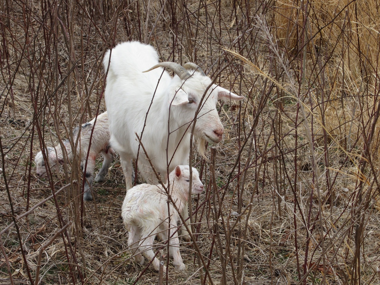 goat animal farming free photo