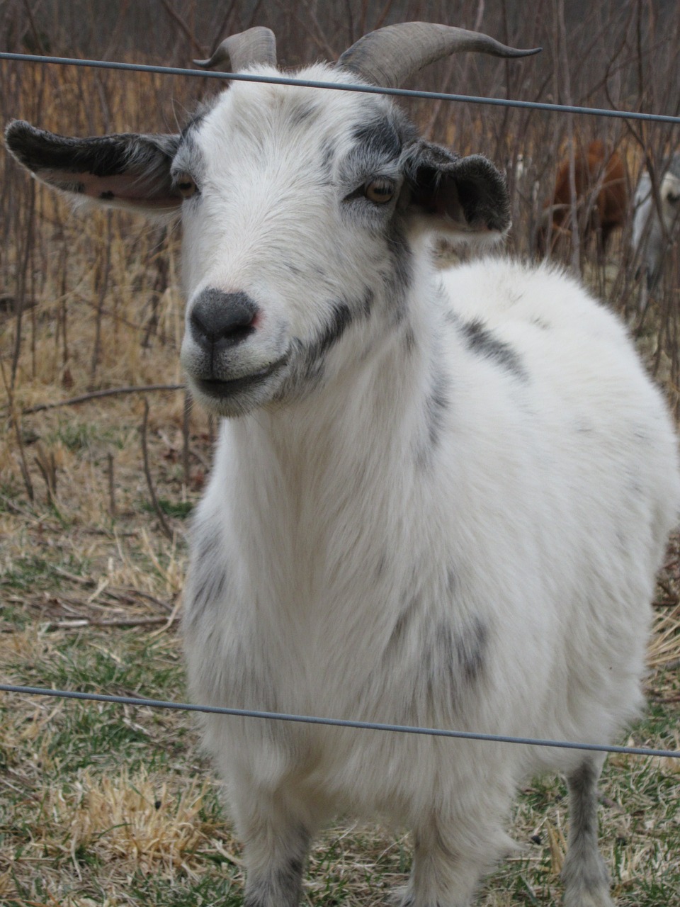 goat animal farming free photo