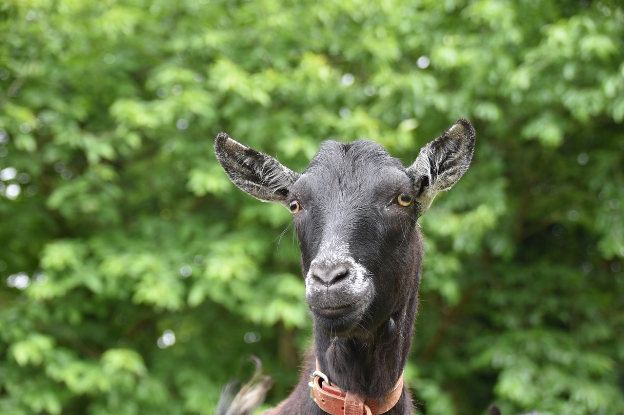 goat  black goat  herbivore free photo