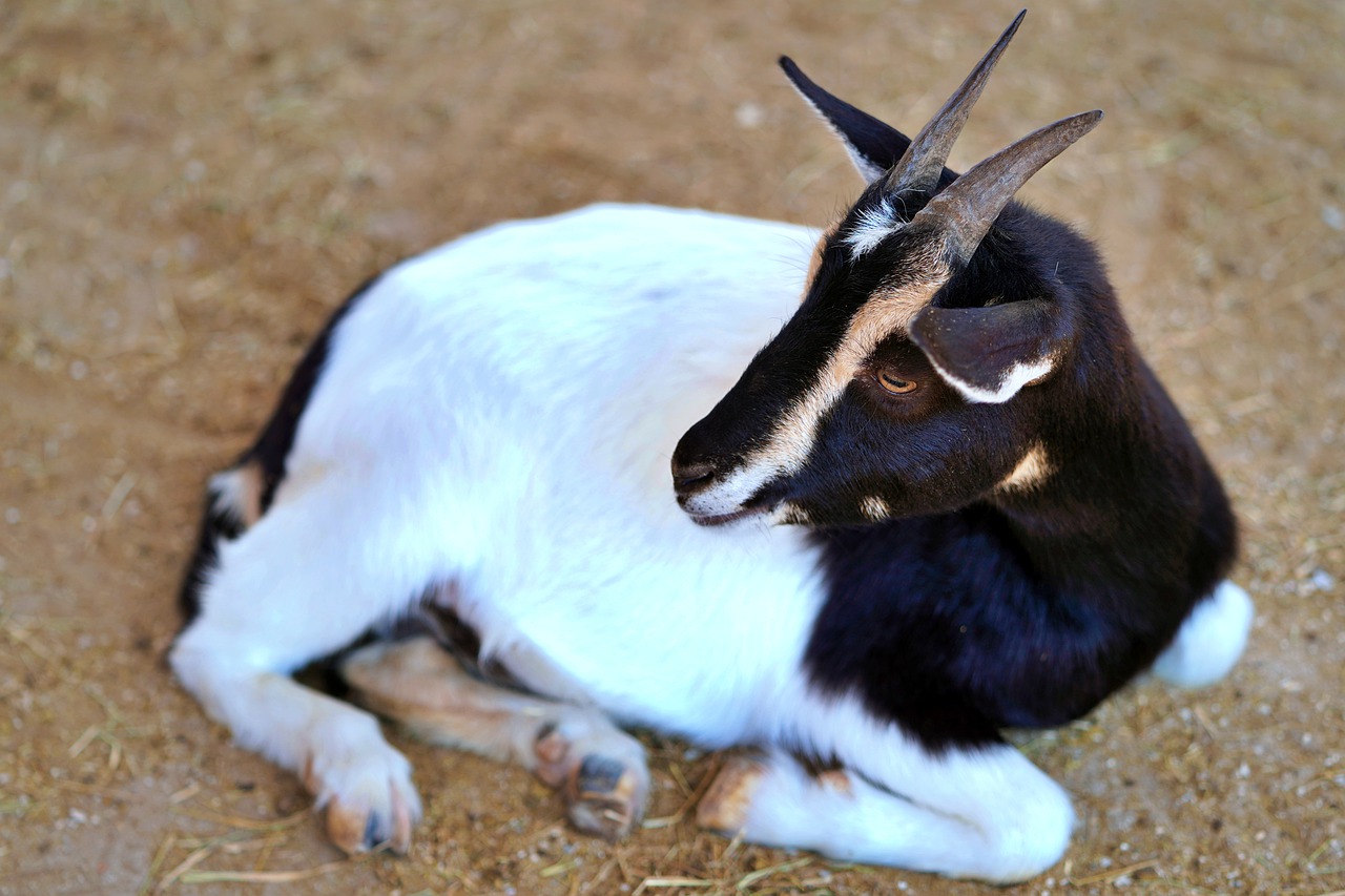 goat  horns  zoo free photo
