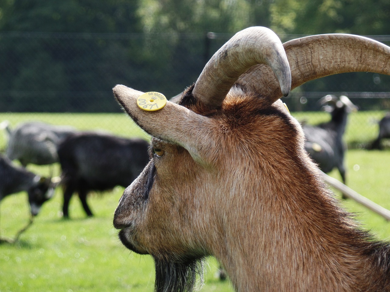 goat petting zoo park free photo