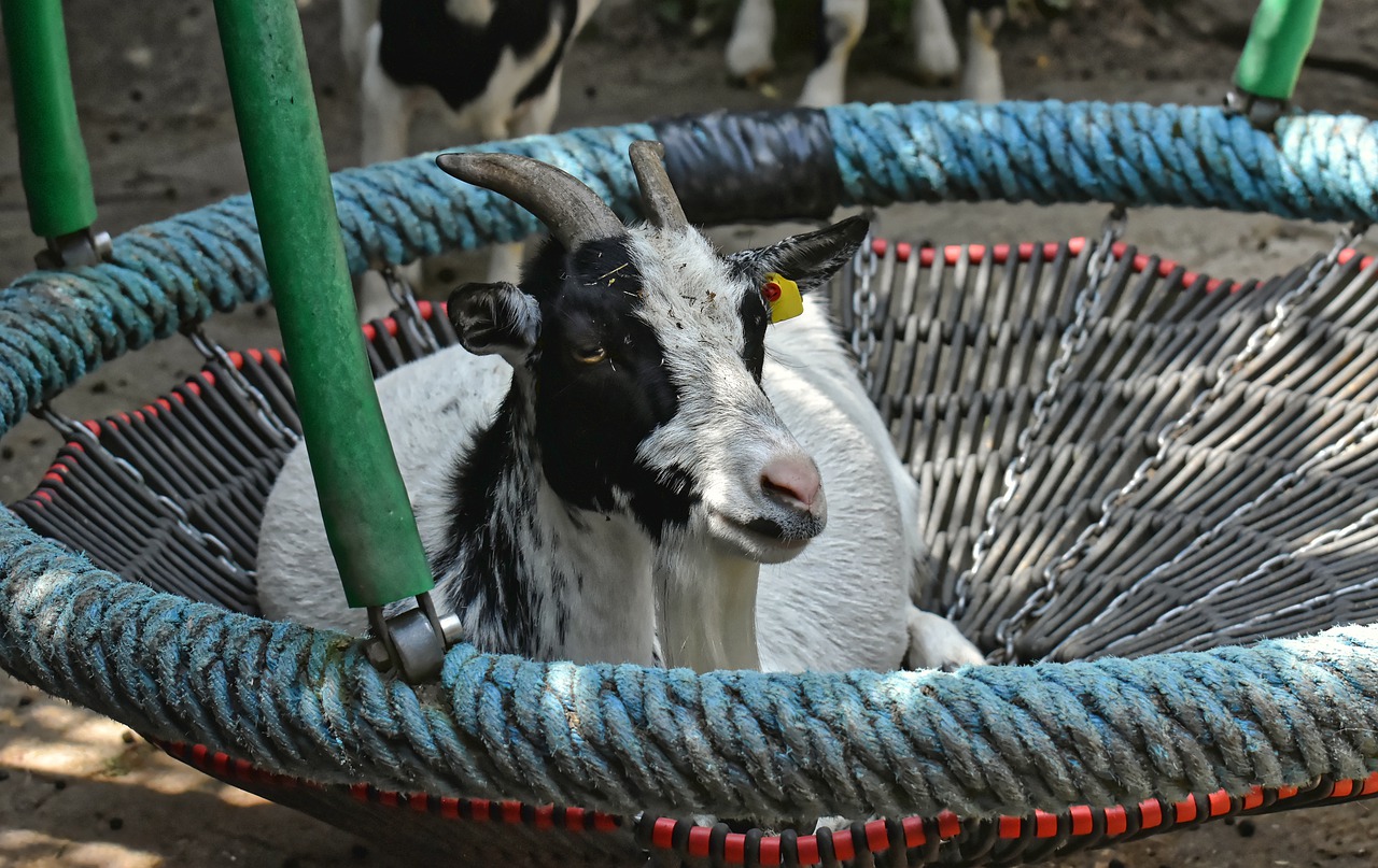 goat  cozy  swing free photo