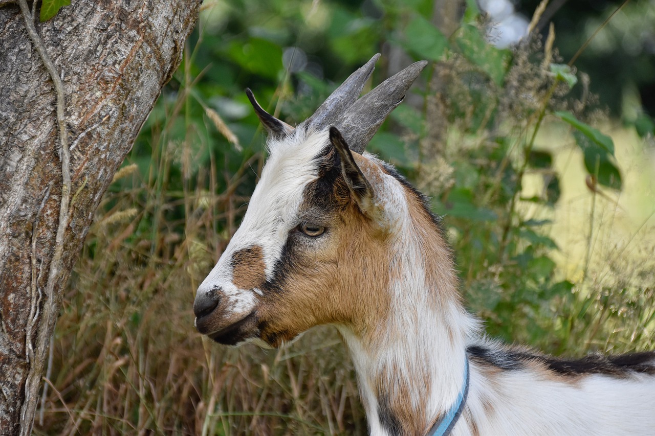 goat  goat pépito  herbivore free photo