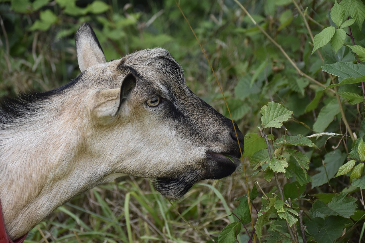 goat  goat jupiter  herbivore free photo