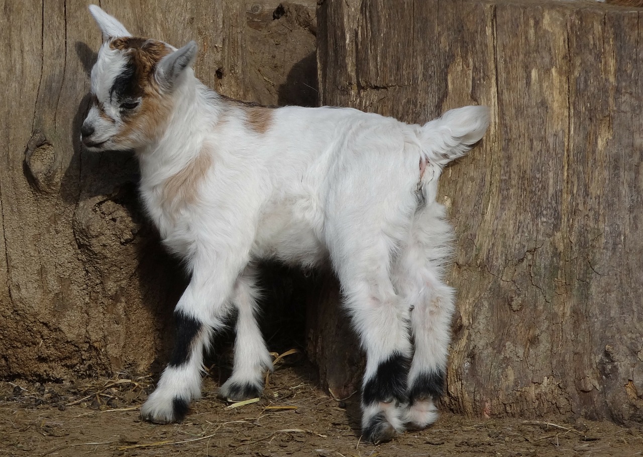 goat goats animal free photo