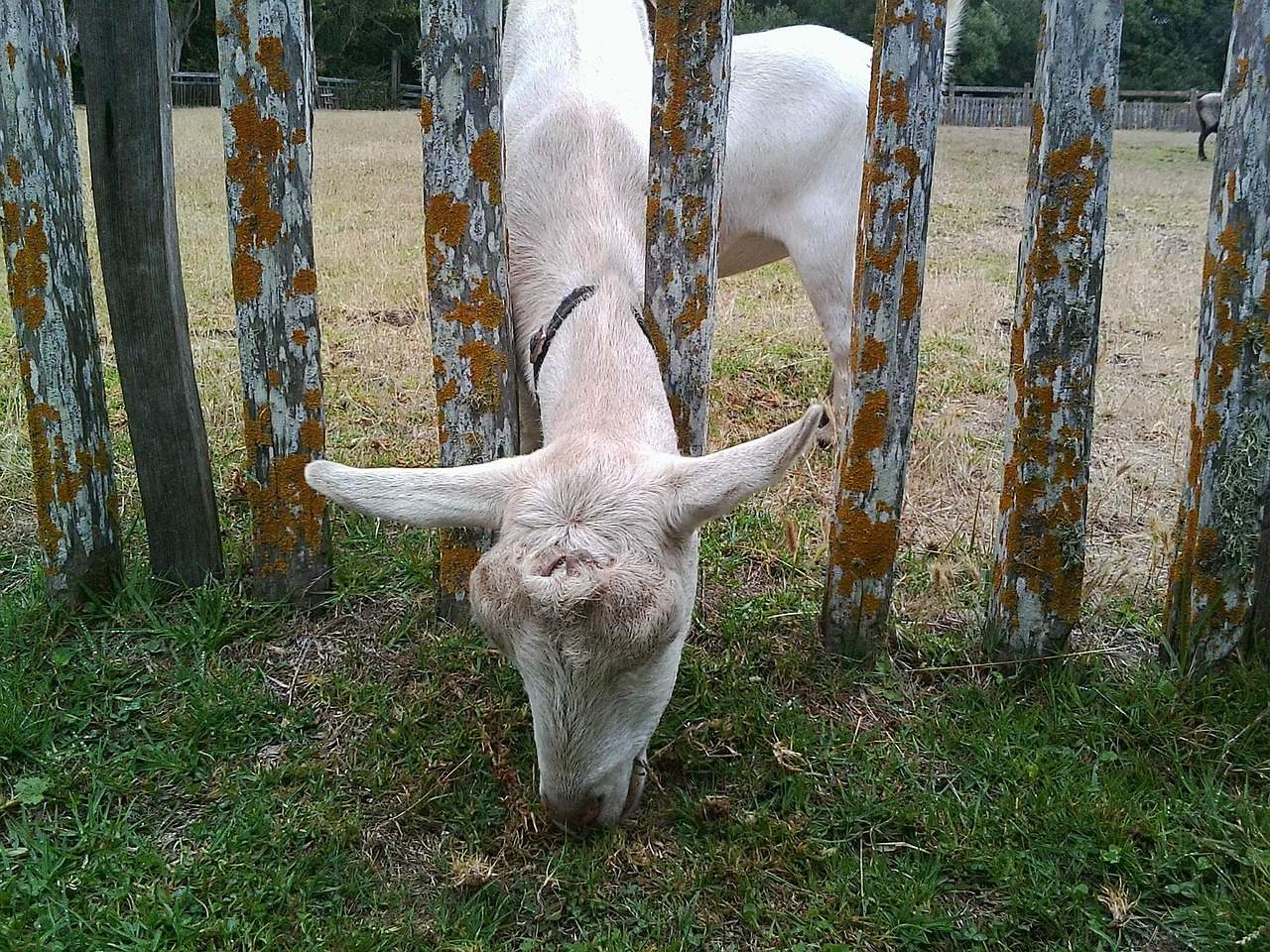 goat grass livestock free photo