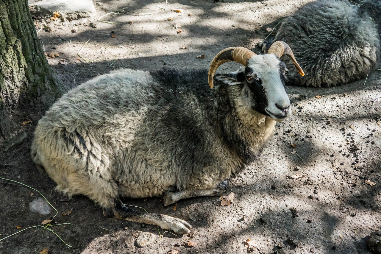 goat livestock horn free photo