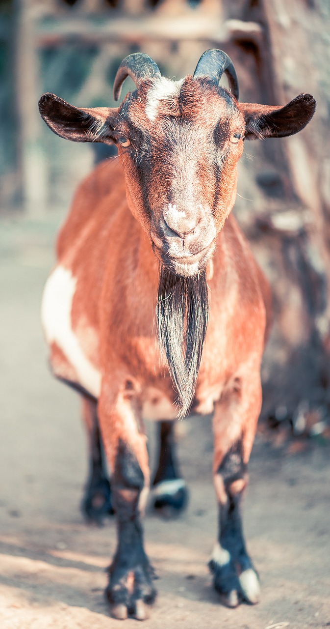 goat nature animal free photo