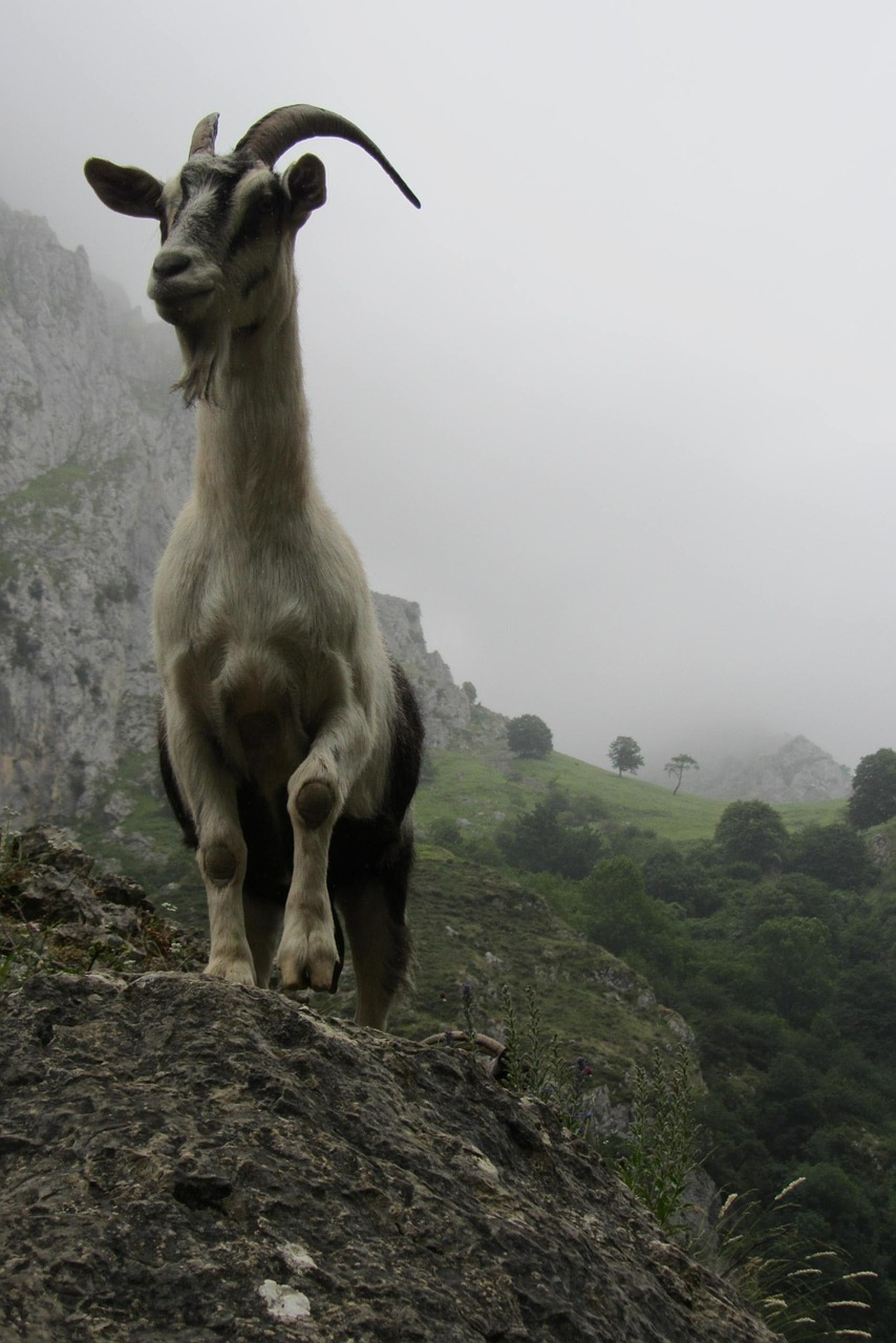 goat asturias mountain free photo