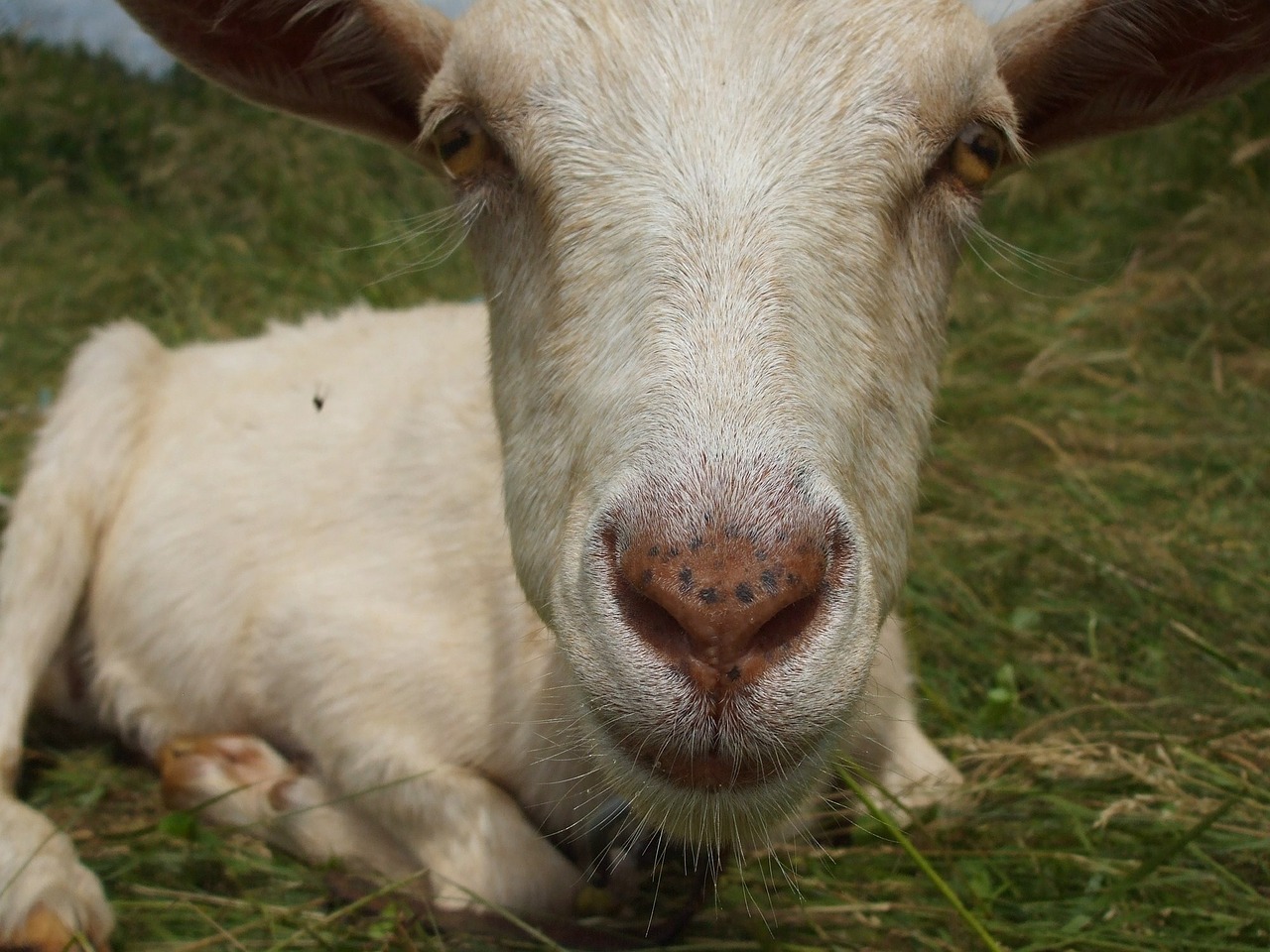 goat head face free photo