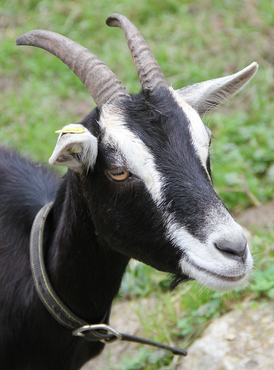 goat radiate goat horn free photo