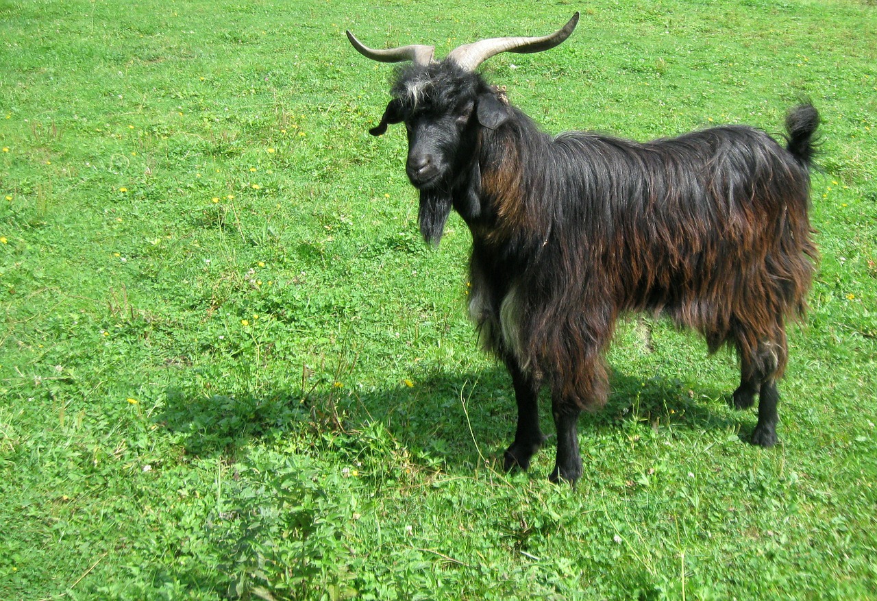 goat meadow he-goat free photo