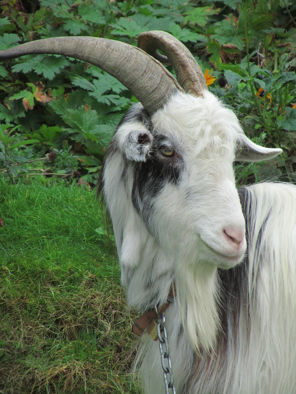 goat park white free photo