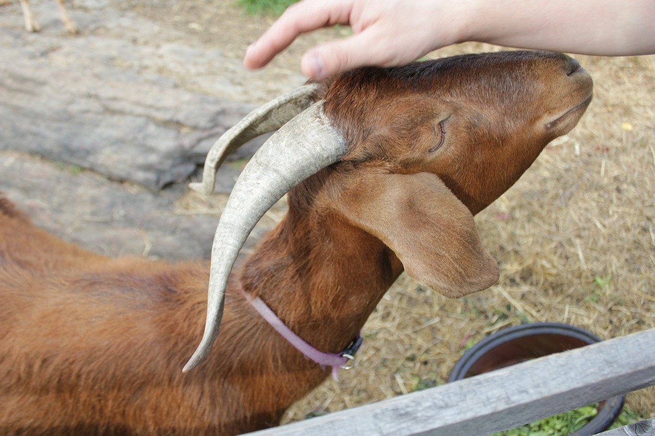 goat farm nature free photo