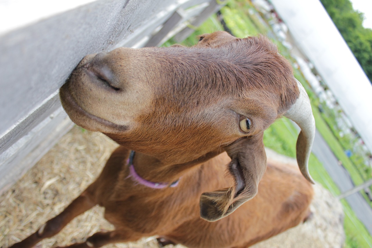 goat farm nature free photo