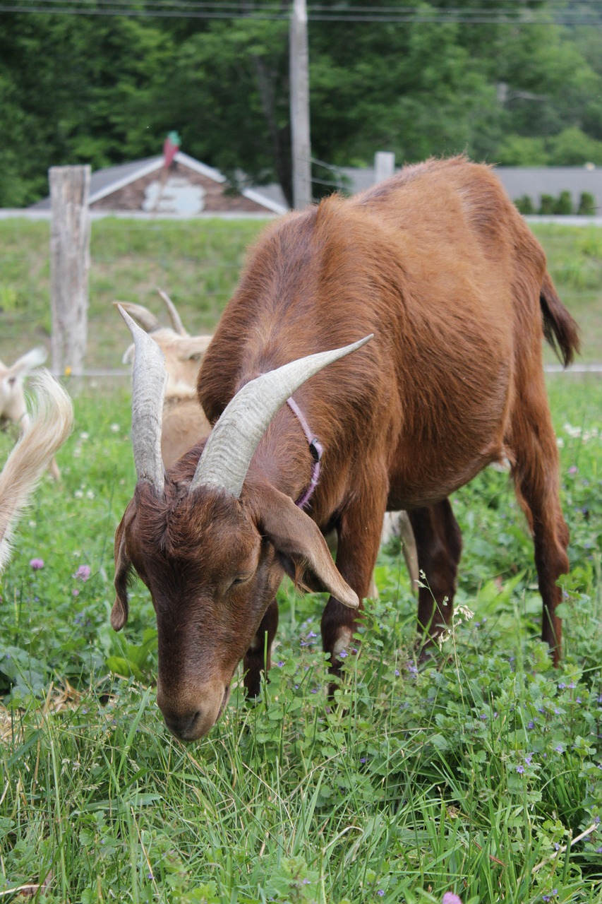 goat farm nature free photo