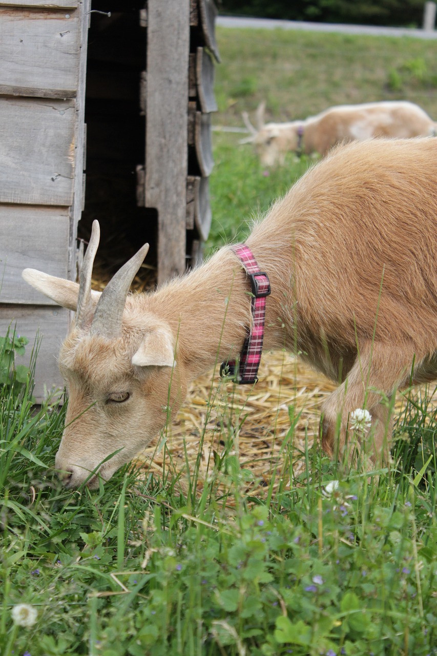 goat farm nature free photo