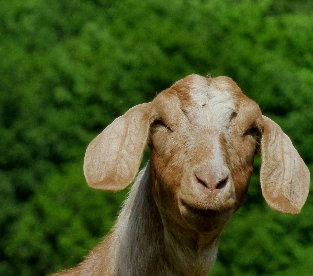 goat animals geitekop free photo