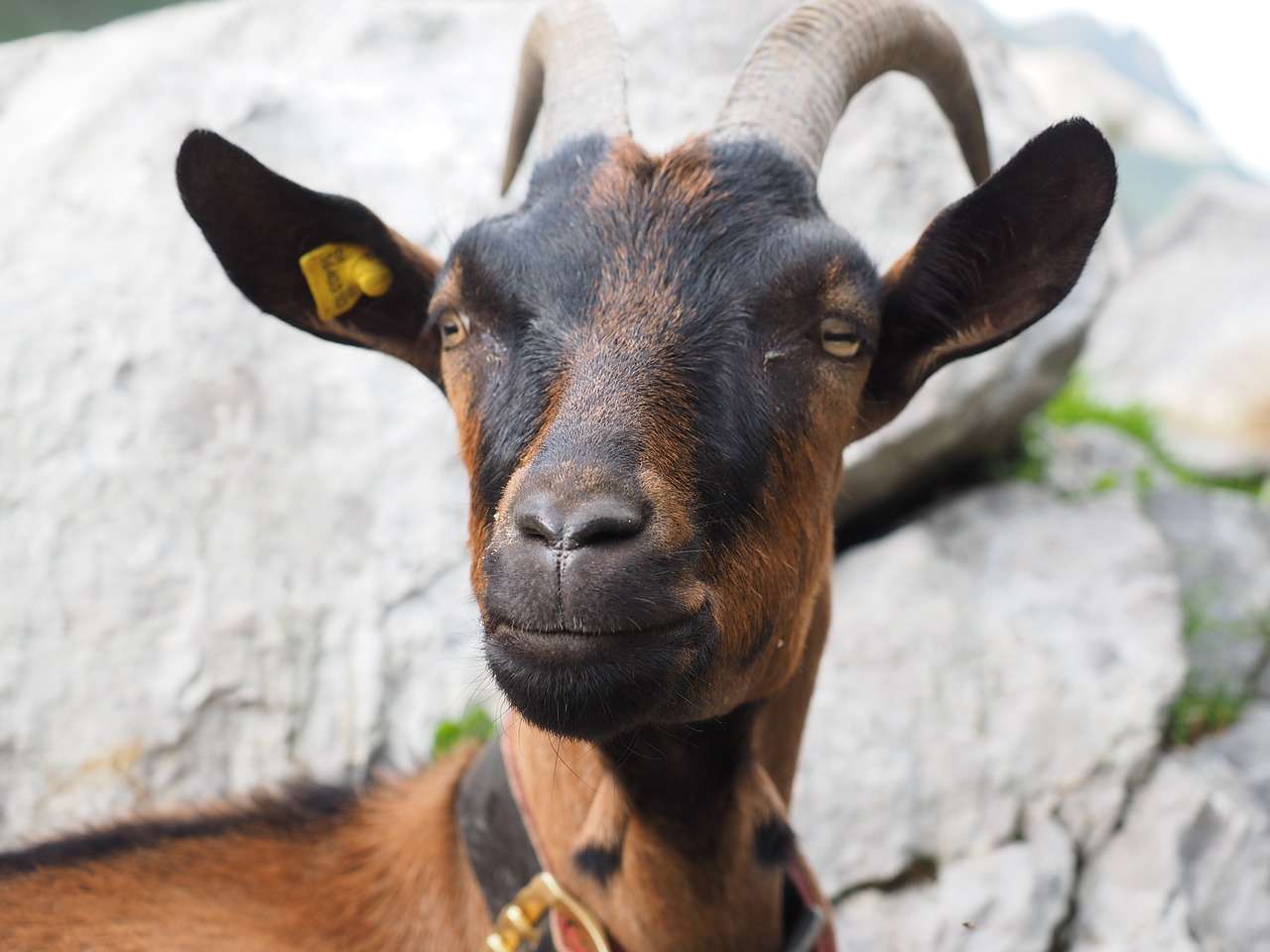 goat brown animal free photo