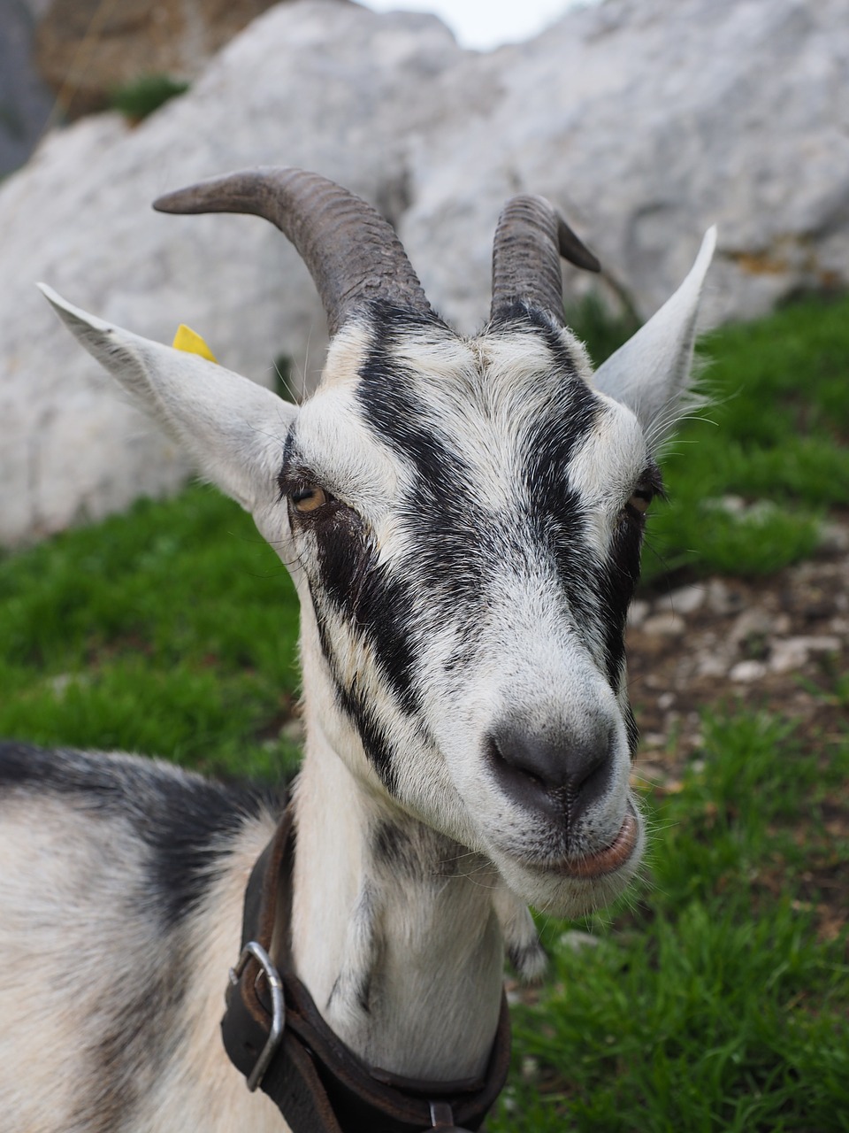 goat white chew free photo