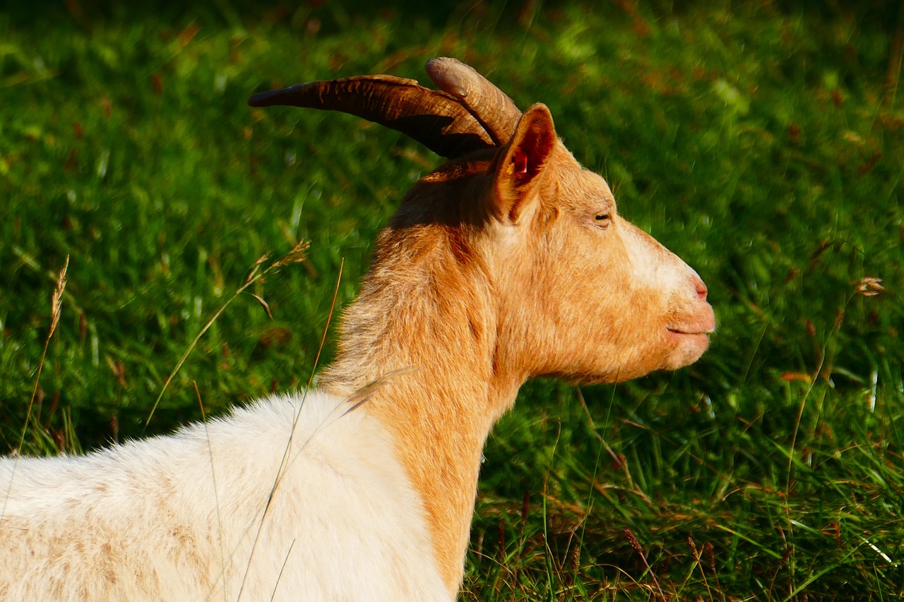 goat animal domestic goat free photo