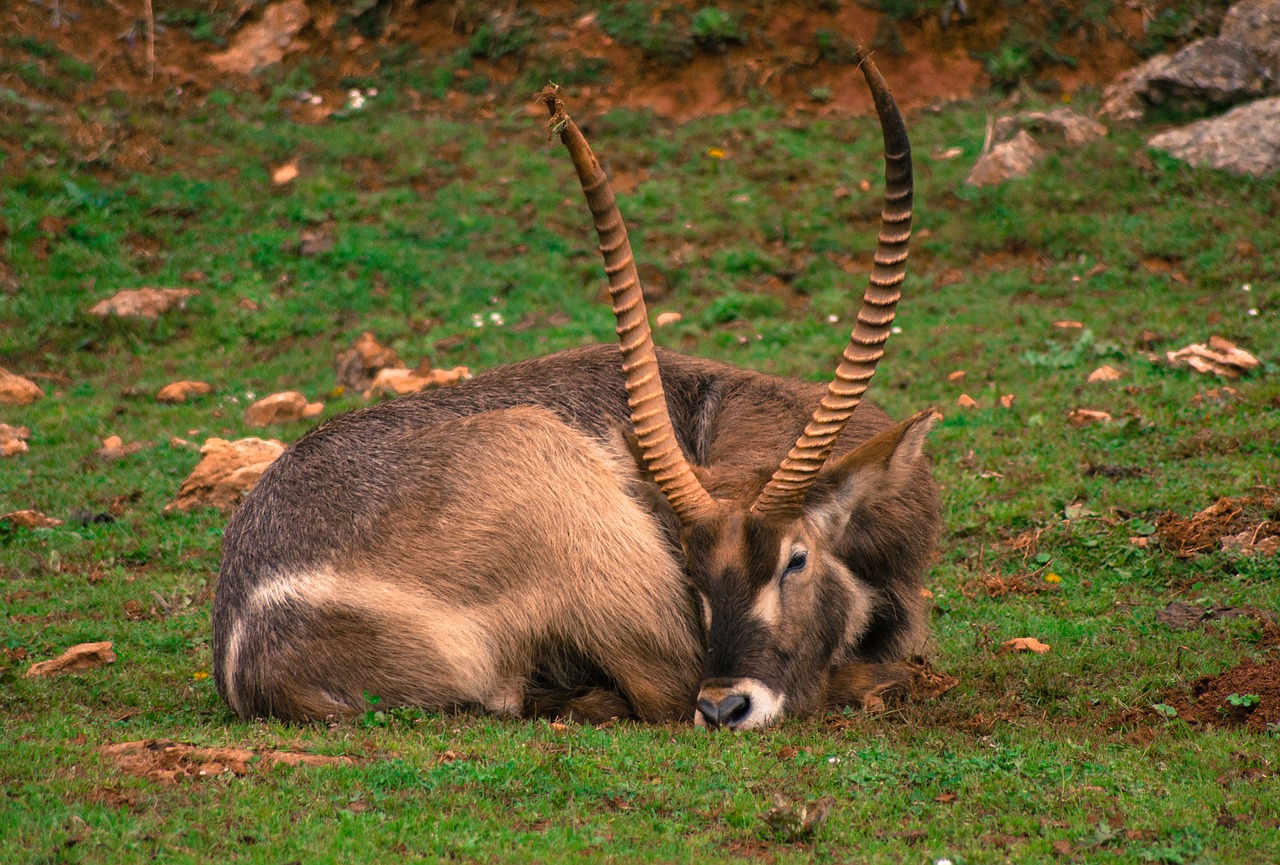 goat animal horns free photo