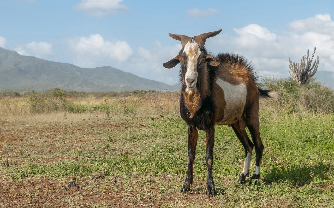 goat male animal free photo