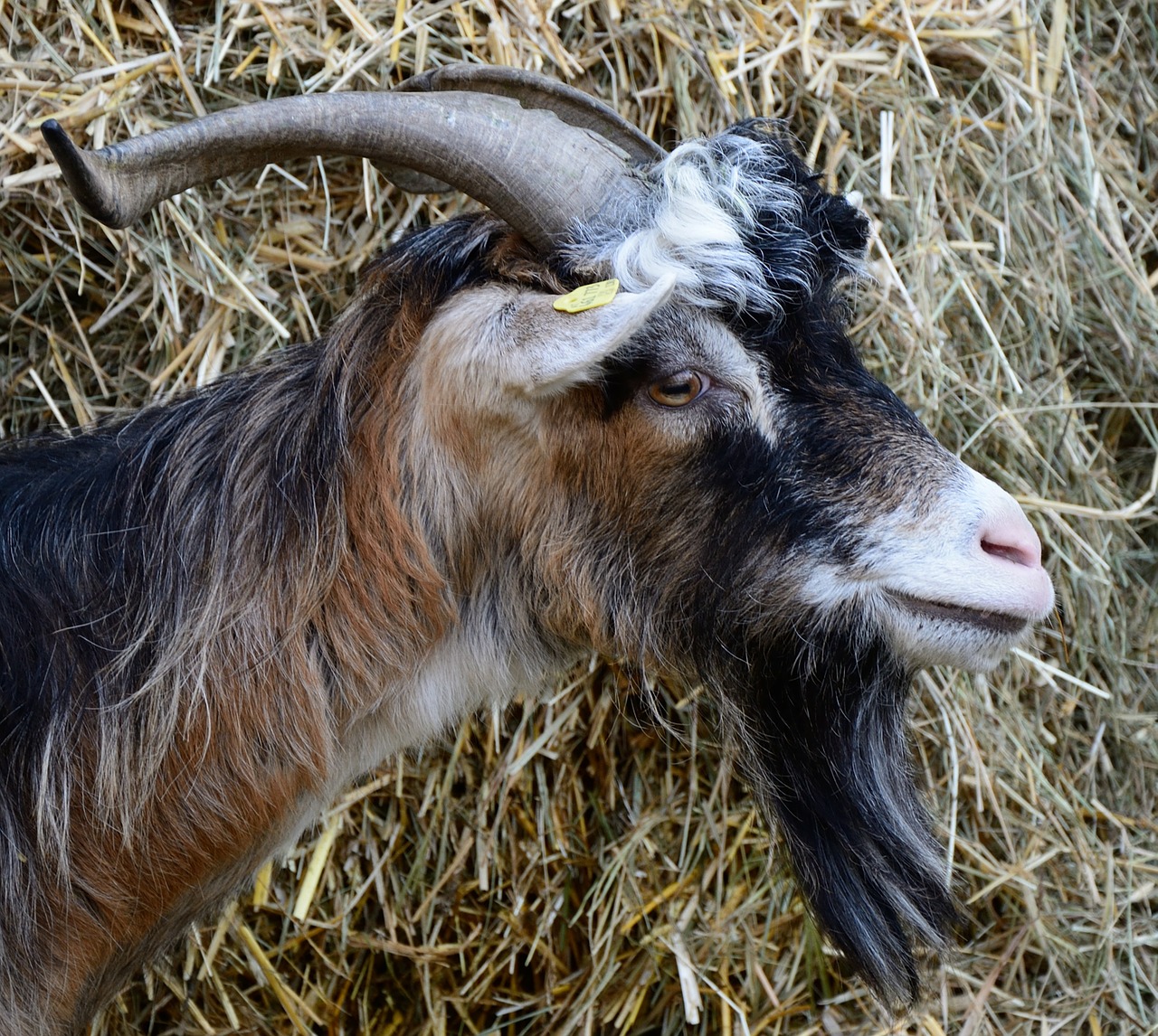 goat goat's head head free photo