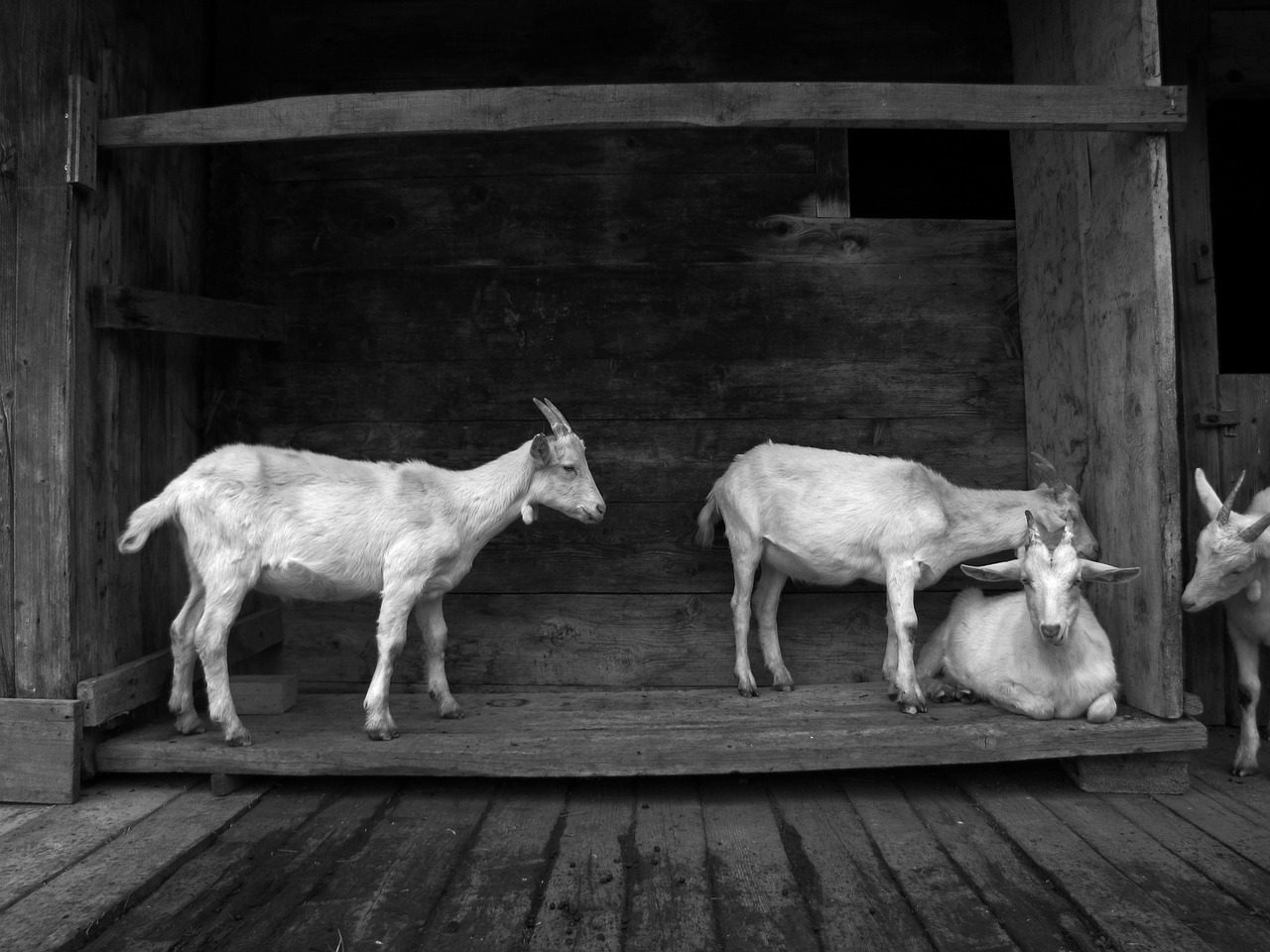 goat animal house free photo