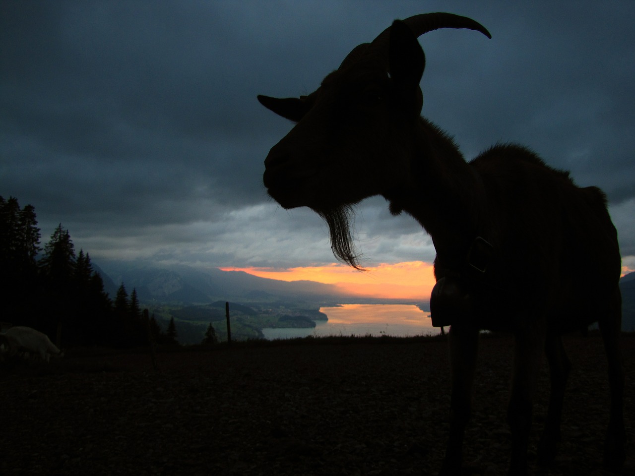 goat in the evening sunset free photo