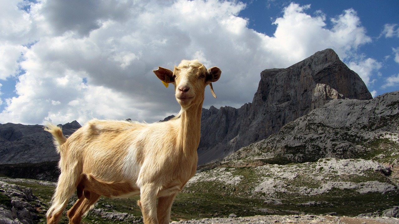 goat mountain animal free photo