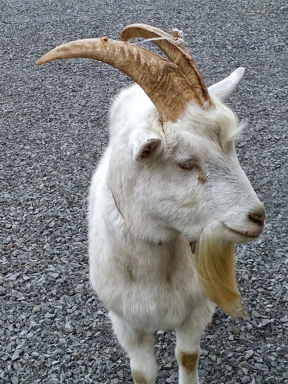 goat white animal free photo