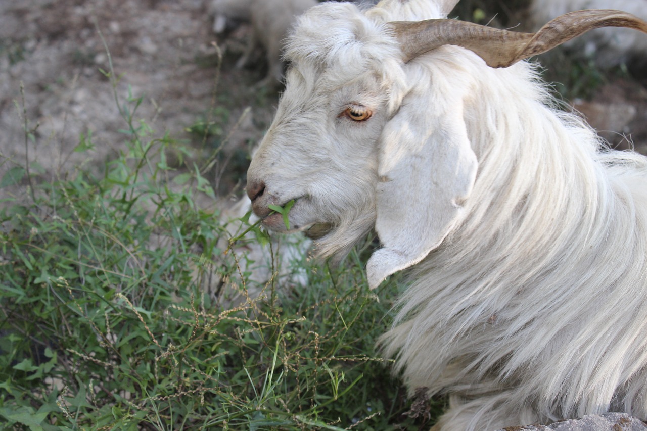 goat shimla himachal free photo