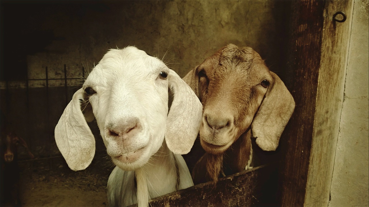 goat animal sheep free photo