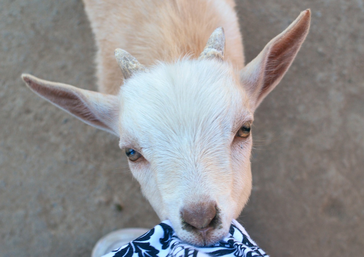 goat baby eating free photo