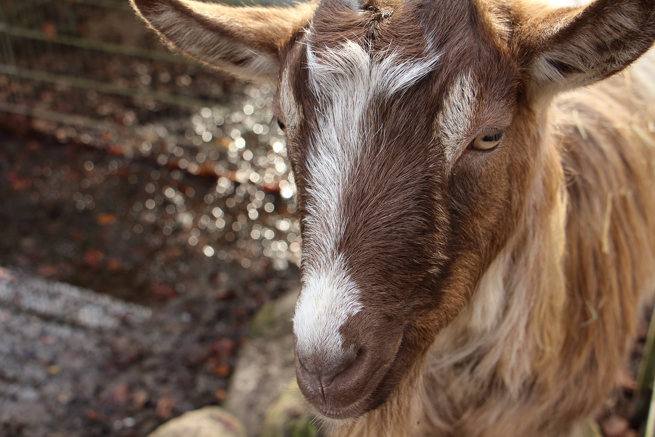 goat animal zoo free photo