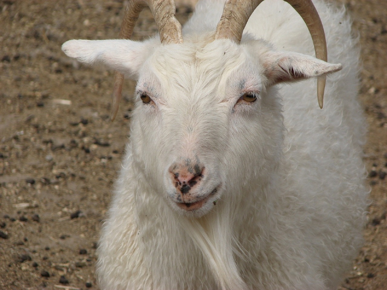 goat animal farm free photo