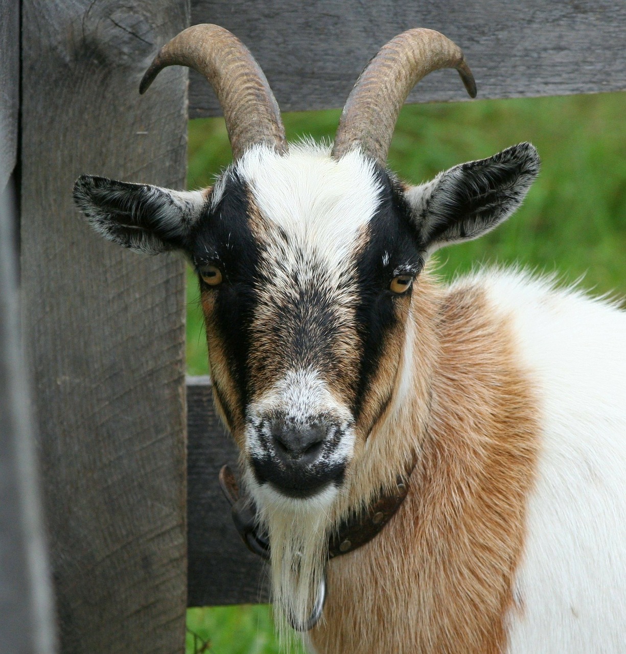 goat boer bok horns free photo