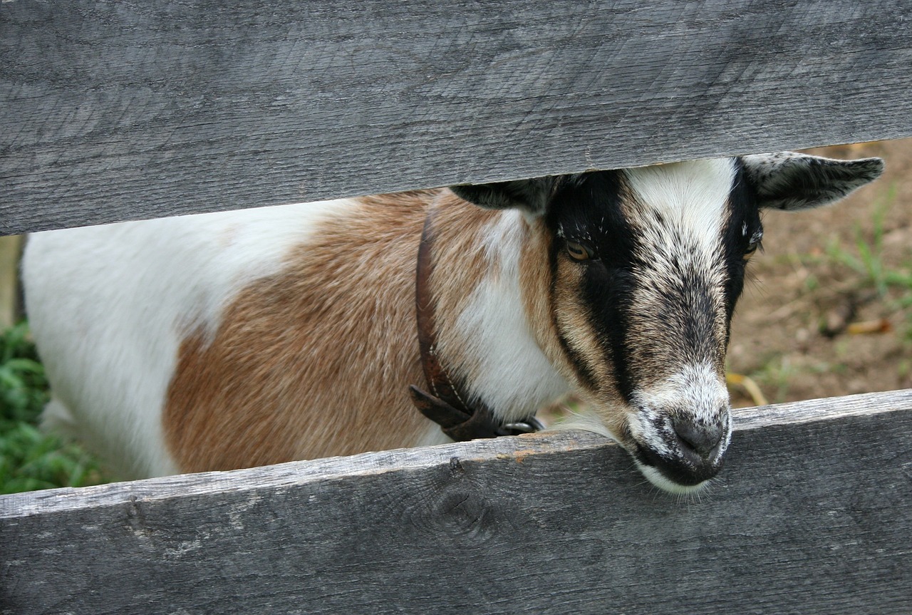 goat boer bok animal free photo