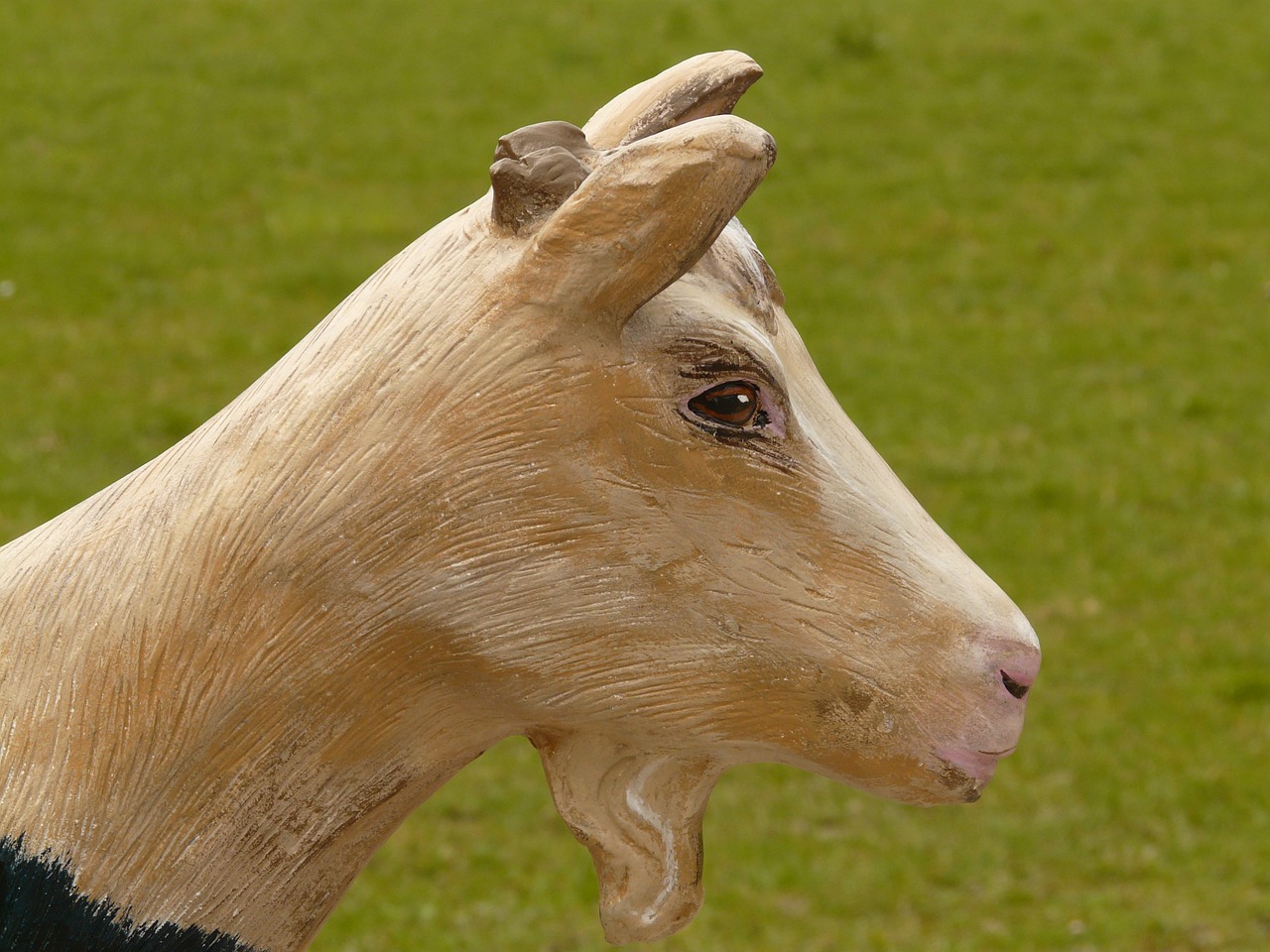 goat geiss chamois free photo